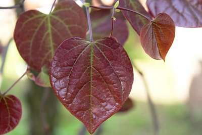 Cercis canadensis 'Forest pansy' - zmarlika kanadská - jarní list